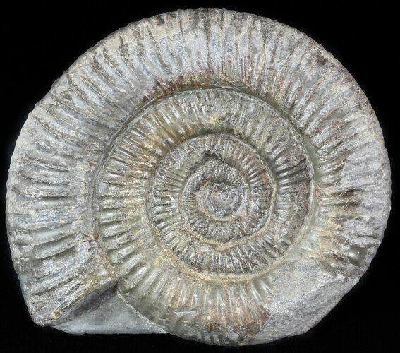 Dactylioceras Ammonite Stand Up - England #46567